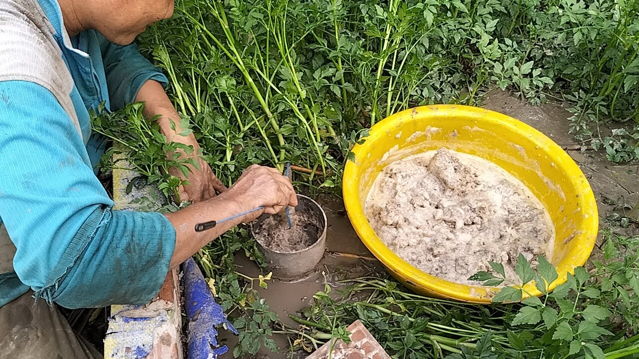 Kết quả đầu tiên cho lươn sinh sản trong ống nhựa