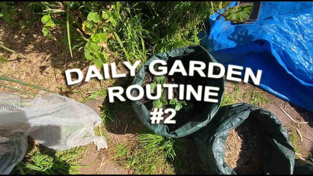 #2 Daily In the Garden - adding Soil to Potato Bags, Watering and checking on the Herbs
