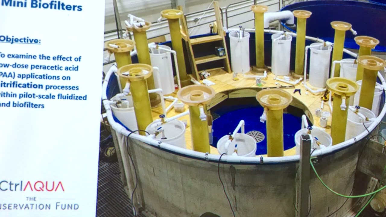Investigating RAS Water Disinfection with Low-Dose Peracetic Acid (part 2)