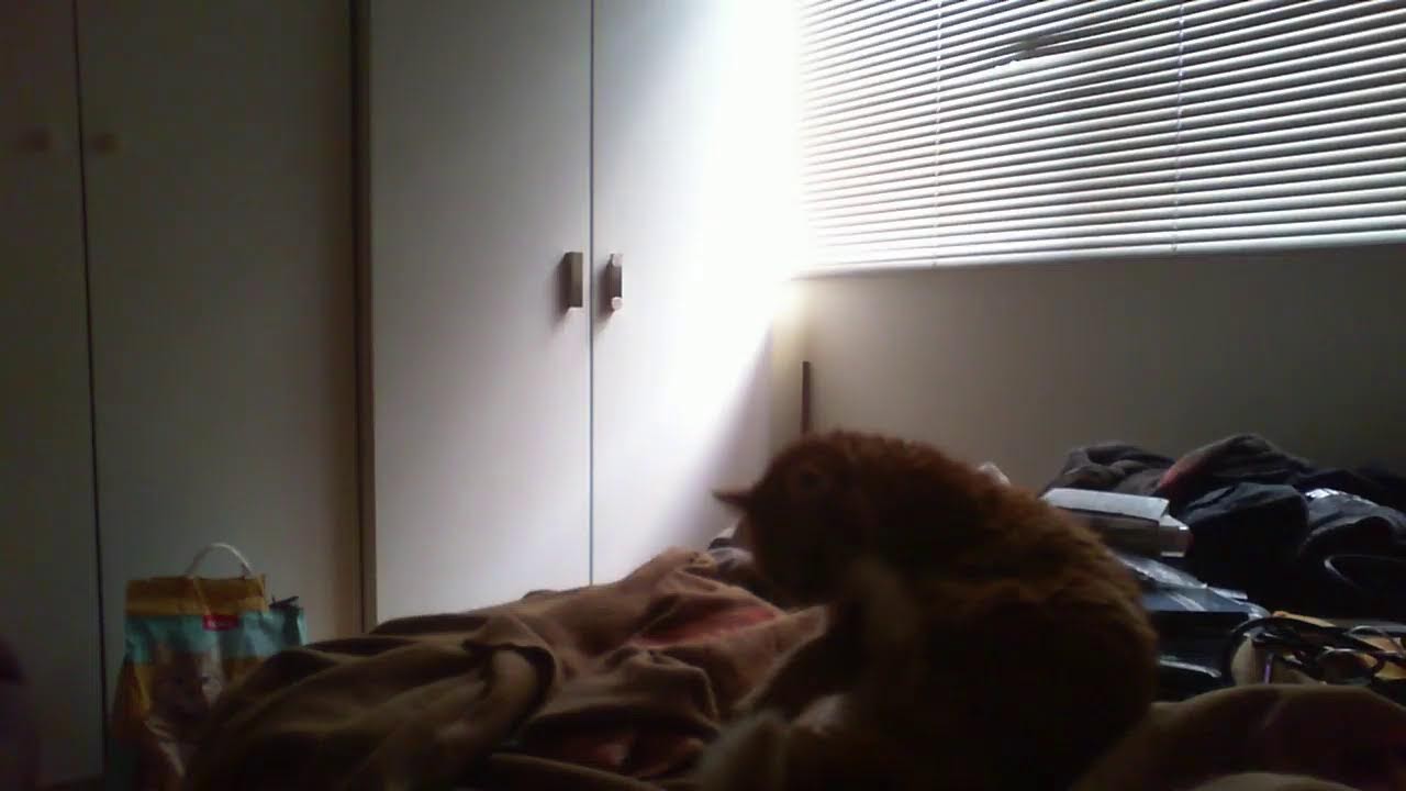 LIVE CAT VIDEO. #webcam #cats #livestream