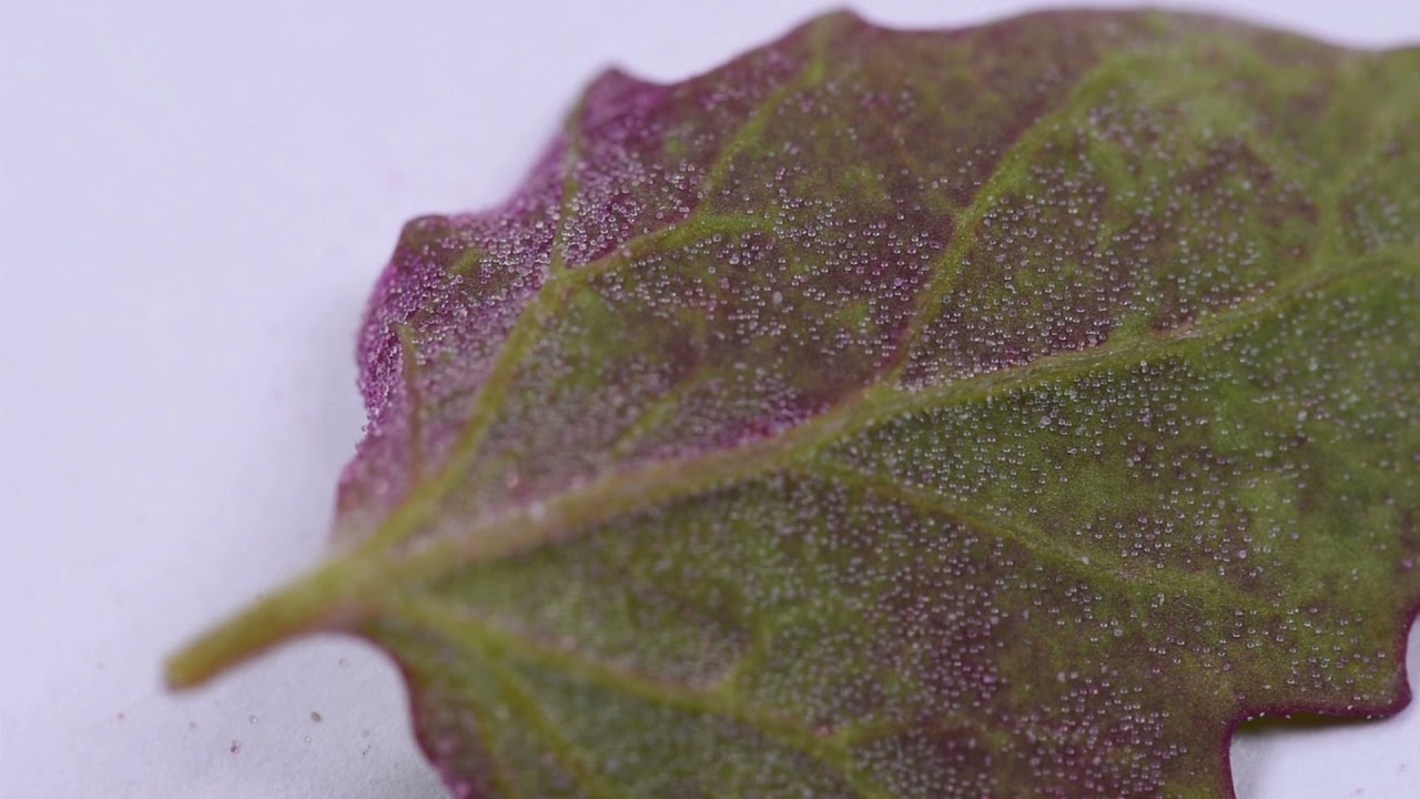 Broadleaf Weed Photos for your Crop Advisor