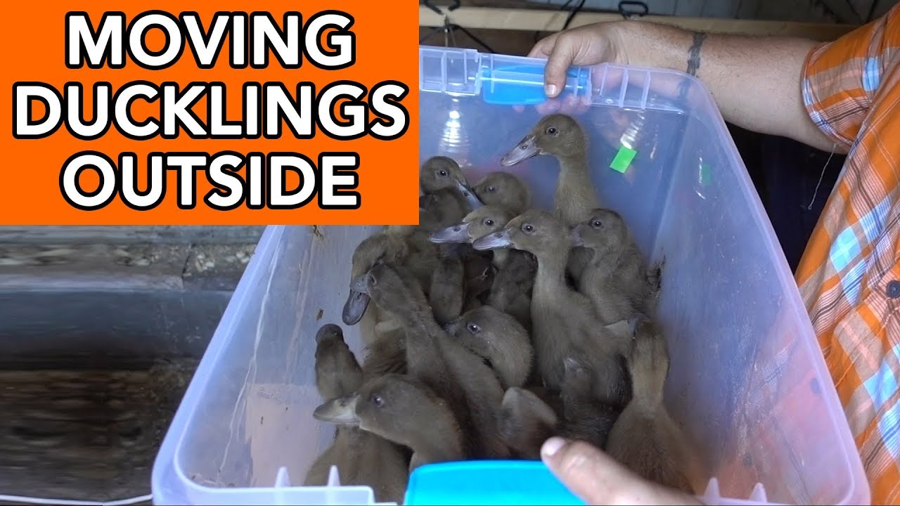 Moving Ducks Outside
