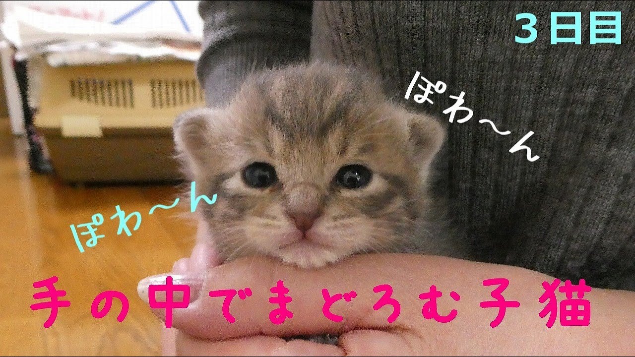 【保護猫】暖かい手に包まれてまどろむ子猫【生後16日】Calming kitten with warm hands