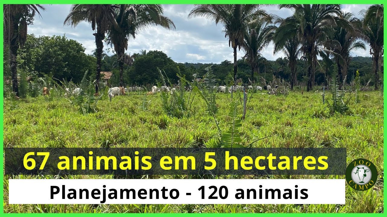 Projeto de pastejo - 67 animais em 5 hectares