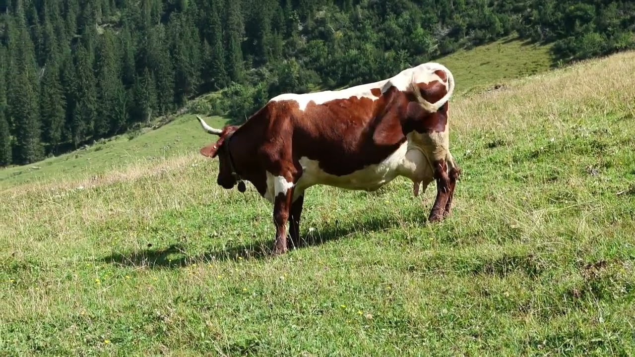 Kleinwalsertal Gemselalpe