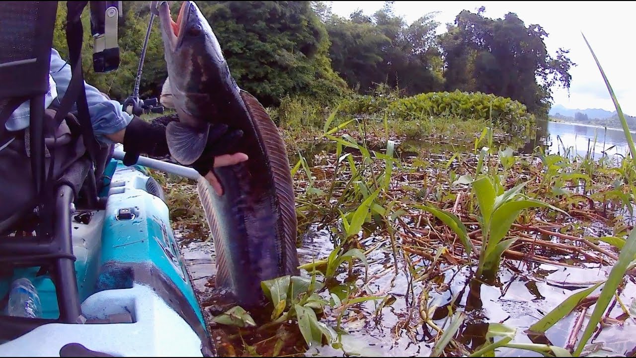 カヤックで挑むジャイアントスネークヘッドの激闘！これがタイのTOP WATER｜デカチャドー編 / Giant Snakehead Kayak Topwater Fishing in Thailand