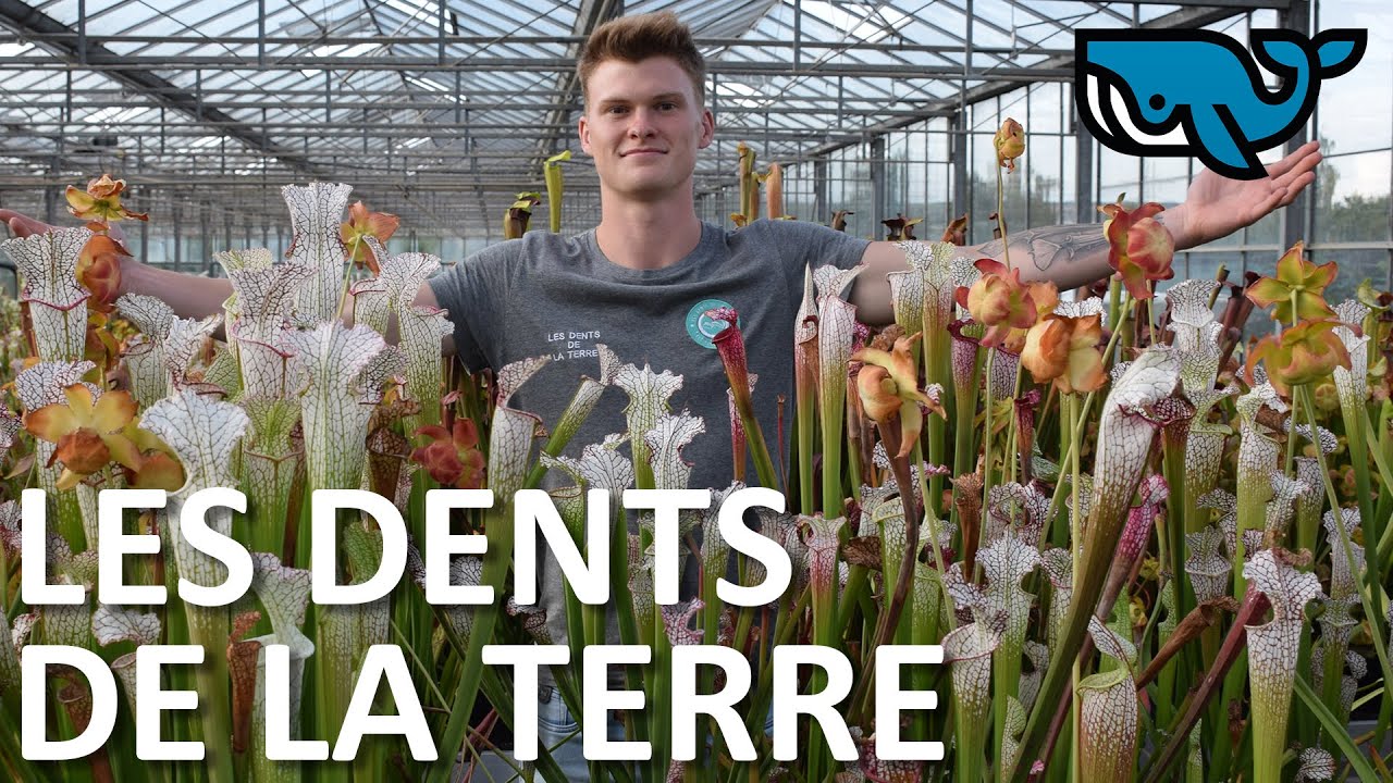 Enzo Defer, les Dents de la Terre