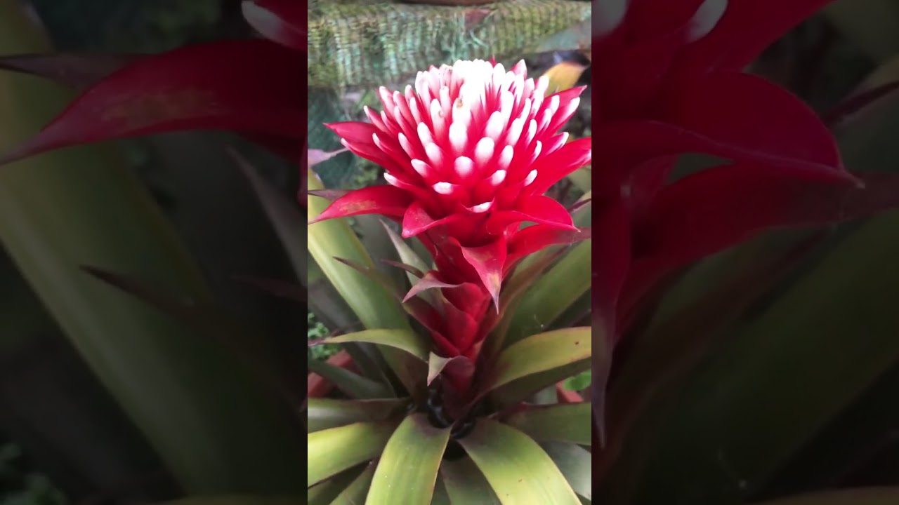 A vibrant flower that dies after flowering Guzmania conifera!