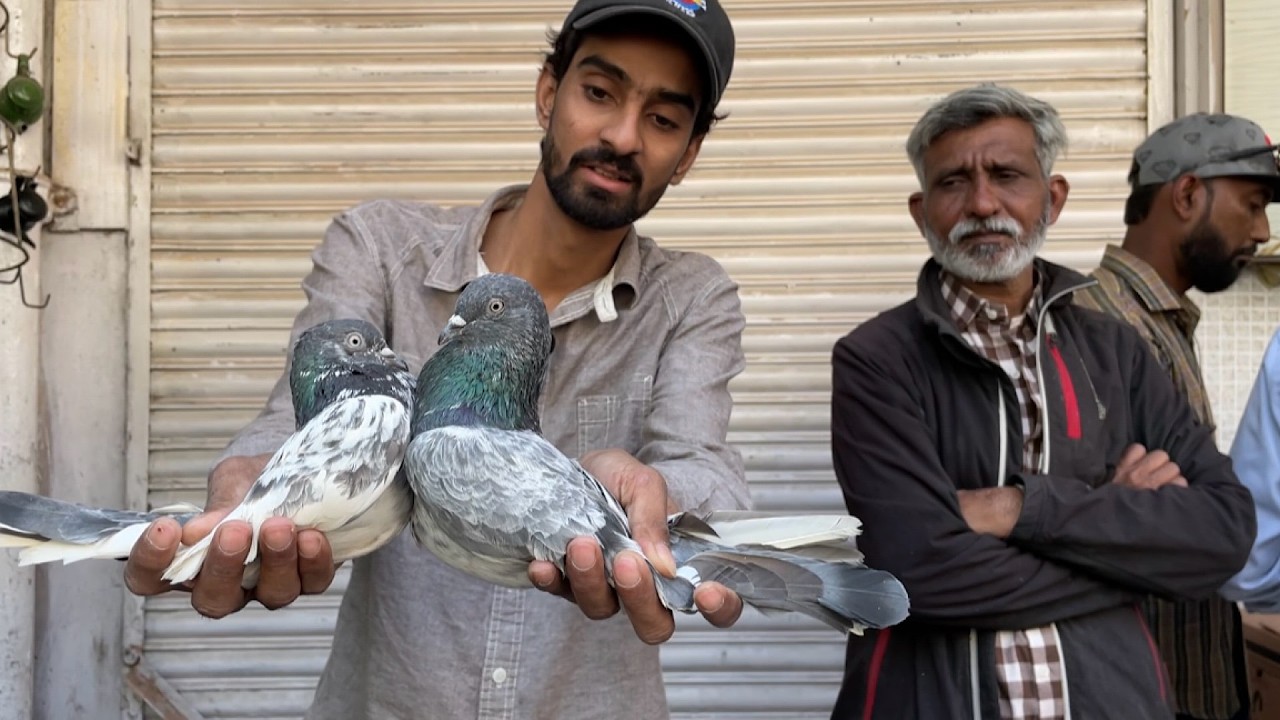 Kabootar Market Saddar Sunday Video Latest Update 26-1-2025 in Urdu/Hindi