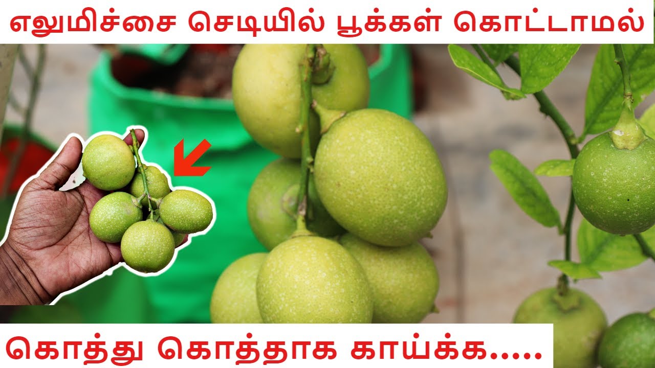 எலுமிச்சை செடியில் பூக்கள் கொட்டாமல் கொத்து கொத்தாக காய்க்க இதை பண்ணுங்க