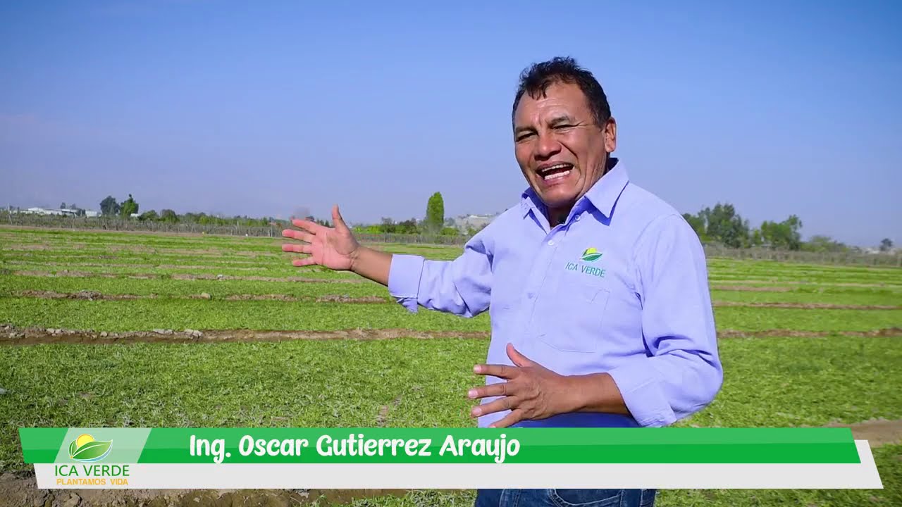 Proceso de producci&oacute;n de Grass Natural Americano - Ica Verde