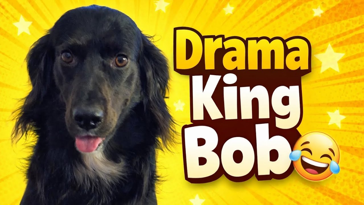 Drama King Bob: The Untold Story