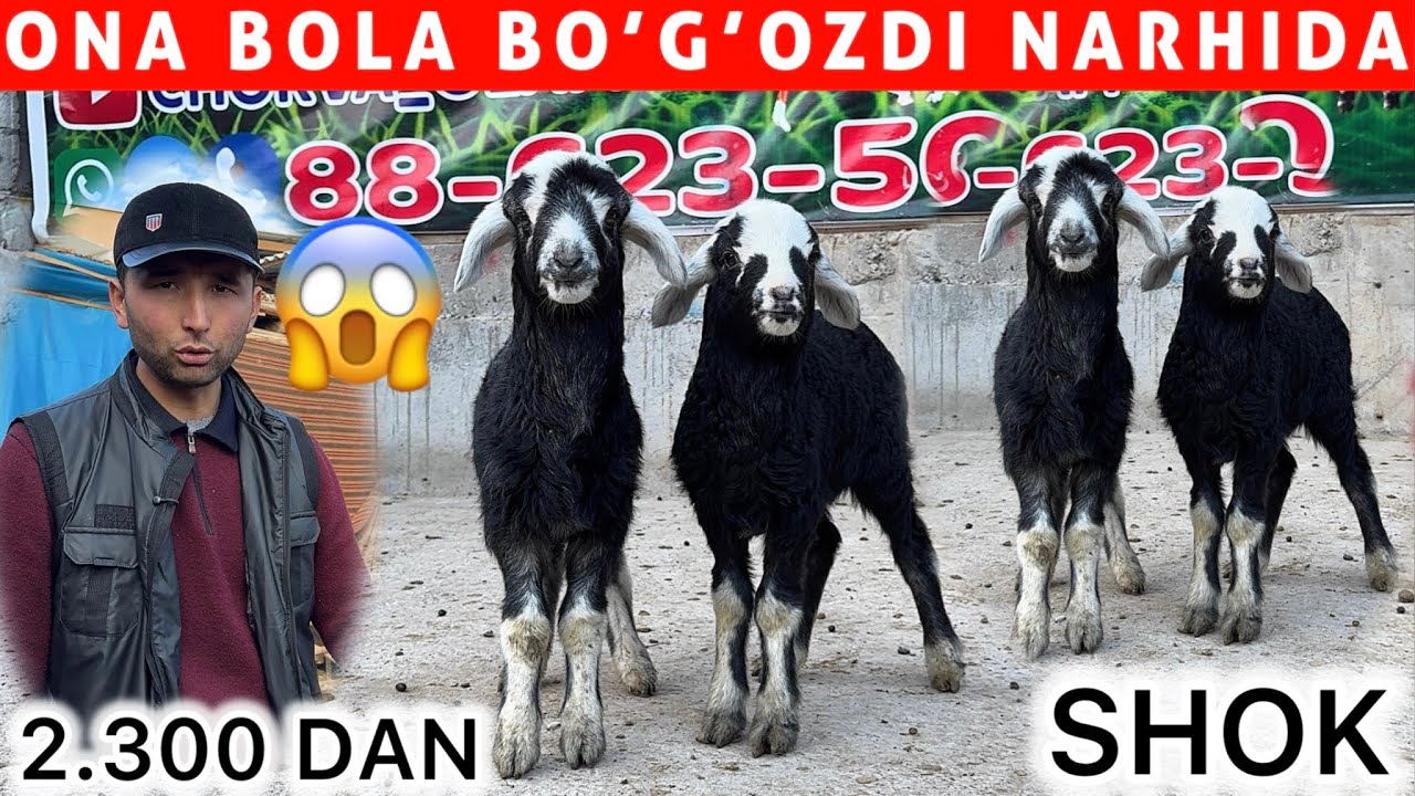 	2.300 DAN ONA BOLA BOGOZDI NARHIDA 💥 AHROR ARZONCHIDA SHOK 😱