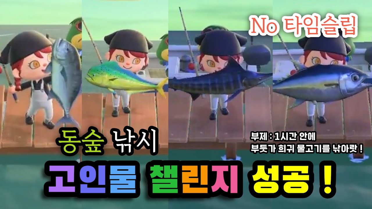 [모동숲｜일상] 부둣가 희귀 물고기 올클리어! 🎣 아오니님 챌린지 33분 컷으로 성공했습니다!! (본텐도)ㅣep.8