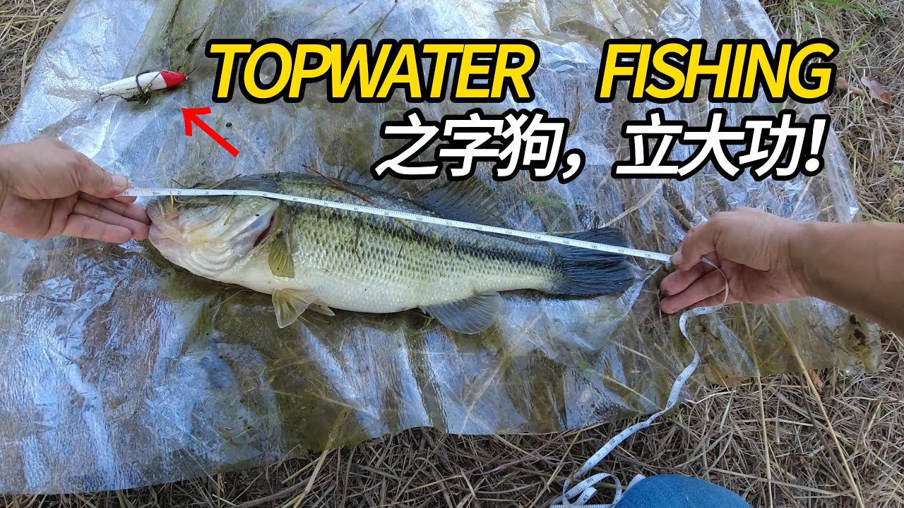 【水面系】解锁两个从未用过的”之字狗“