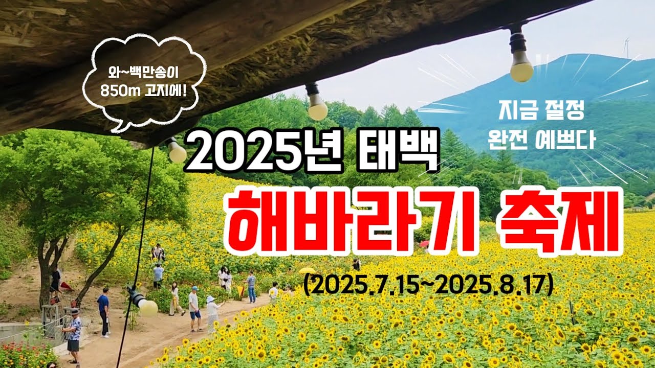 {8월국내여행지추천} 태백해바라기축제 - 지금 떠나보세요-축제기간-입장료-개화상황-자세히 알려드립니다