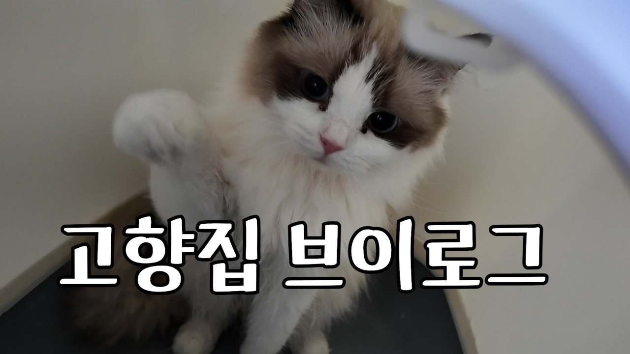 쉬지 않고 먹는 고향 브이로그