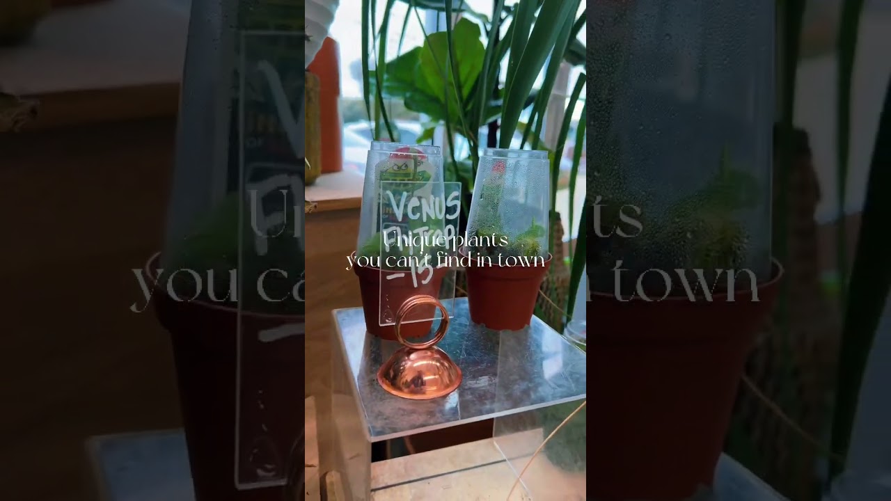 I found the best PLANT SHOP in DFW 🪴 | #fortworth #dallas