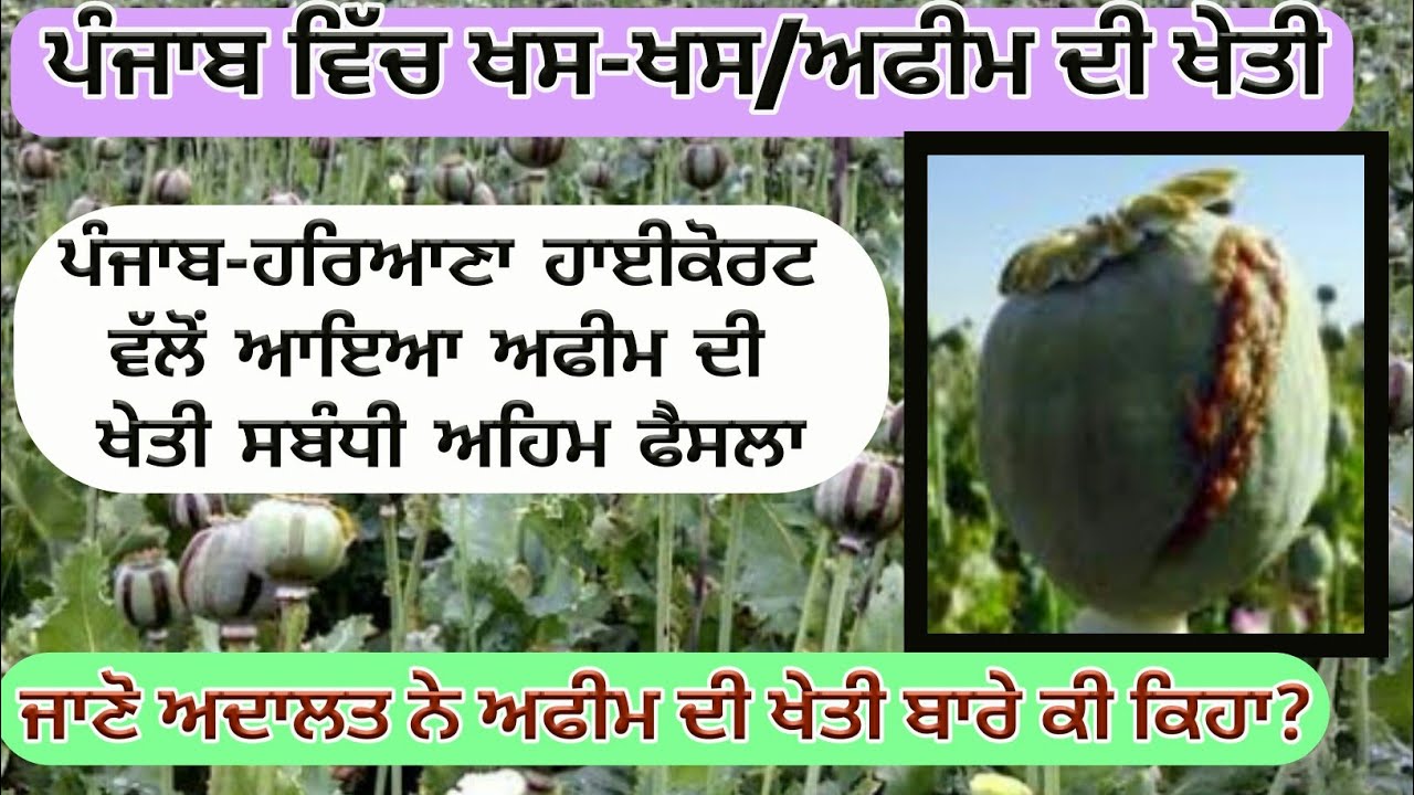 Afeem cultivation in Punjab and High Court orders ( ਹਾਈਕੋਰਟ ਵੱਲੋਂ ਅਫੀਮ ਦੀ ਖੇਤੀ ਸਬੰਧੀ ਅਾਇਆ ਫੈਸਲਾ)