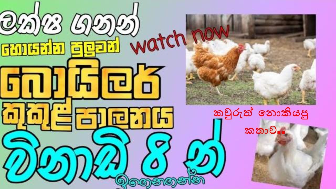 Let's learn boiler chicken control in 8 minutes.|sinhala|boiler chikens|srilanka|KITHMI  FARM HOUSE