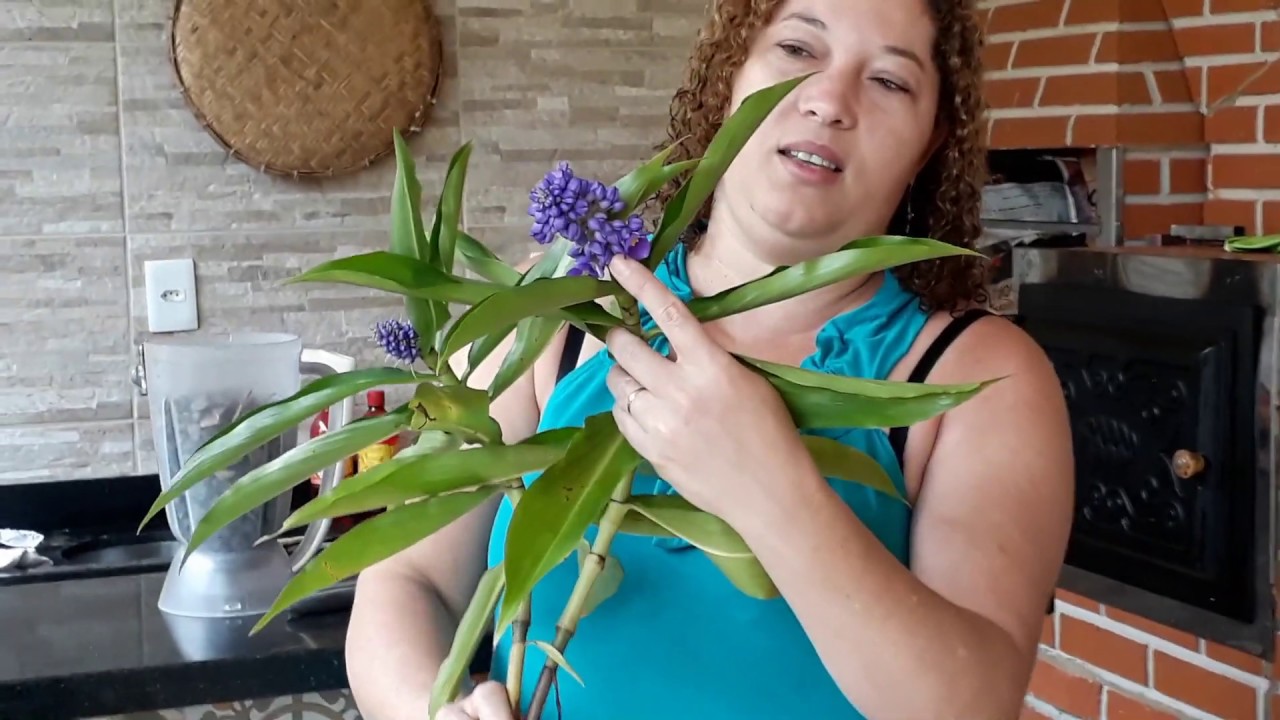 Plantando gengibre-azul