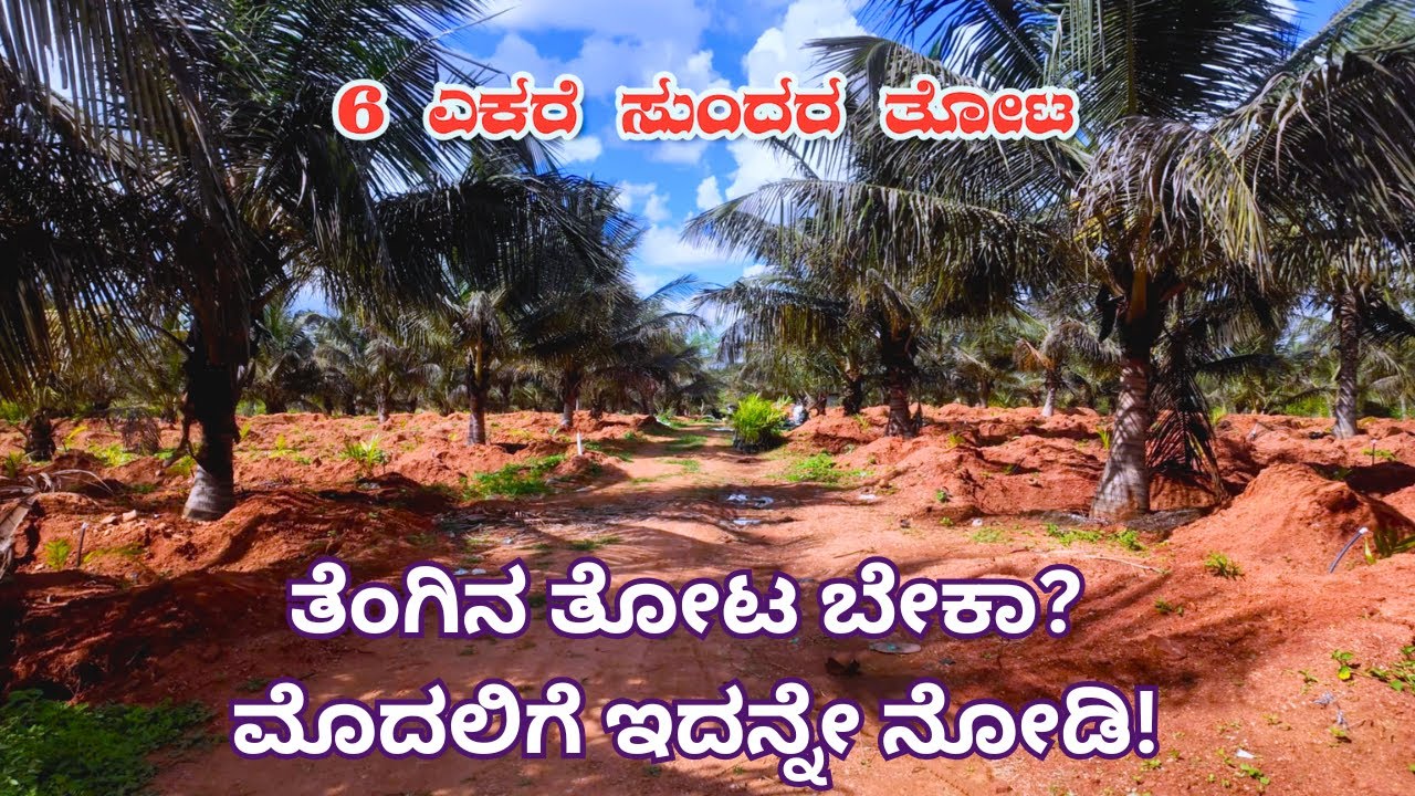 300 ತೆಂಗಿನ ಮರ + 3000 ಅಡಿಕೆ ಸಸಿ | ಸಂಪೂರ್ಣ ನೀರಾವರಿ ತೋಟ