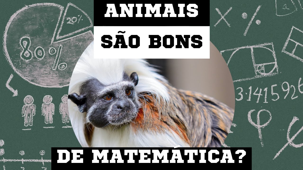 A habilidade dos animais com os números: Parte 1