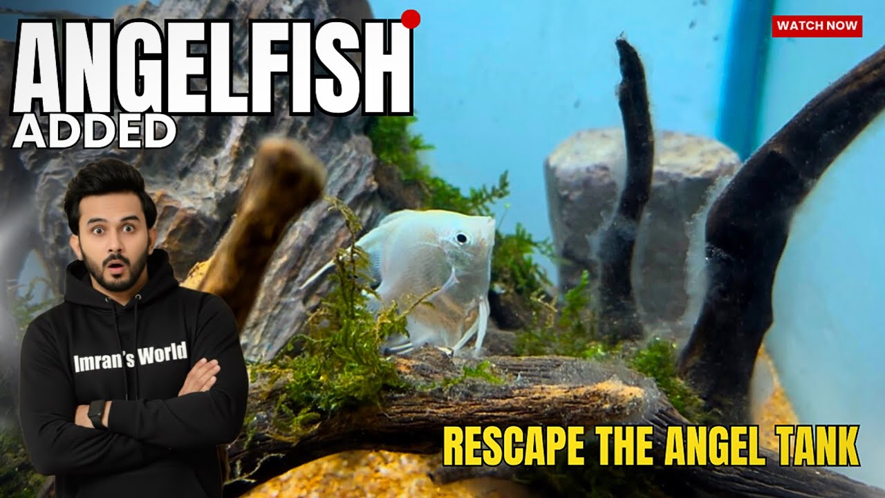 Adding Angelfish to My Newly Scaped Tank | Tank Rescape Complete - Imran’s World