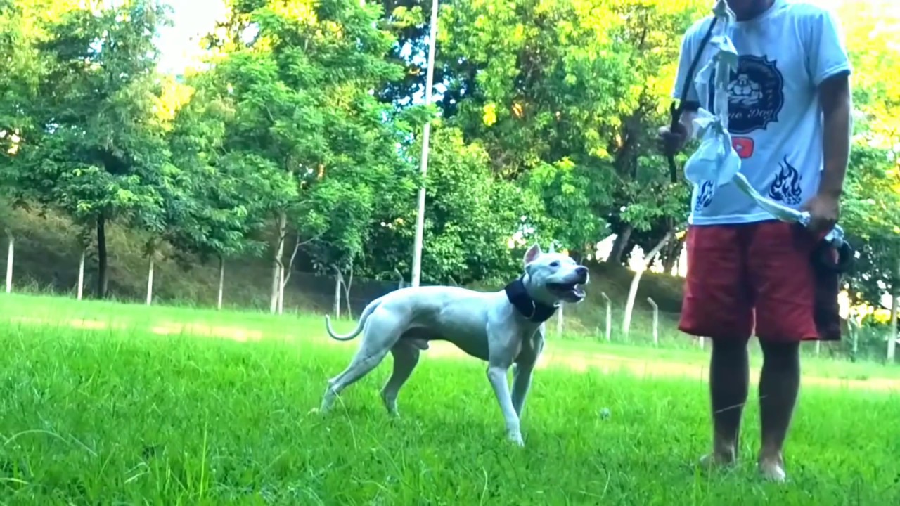 Pitbull Treino Foco.Pit Bull Focado,Pitbull Treino,Pit Bull Caça,Game Dog, Pitgameness.#10
