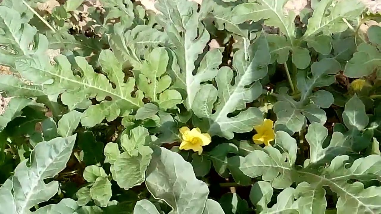 Part 3 : Flowering Stage of Watermelon Vine in Turkana Desert