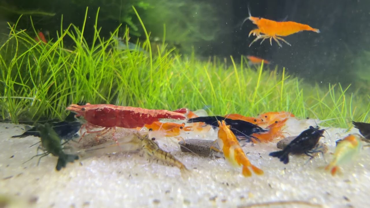 Relaxing Shrimp Tank Live 🍤 Neocaridina Skittle Colony | Cherry Shrimp Aquarium Ambience