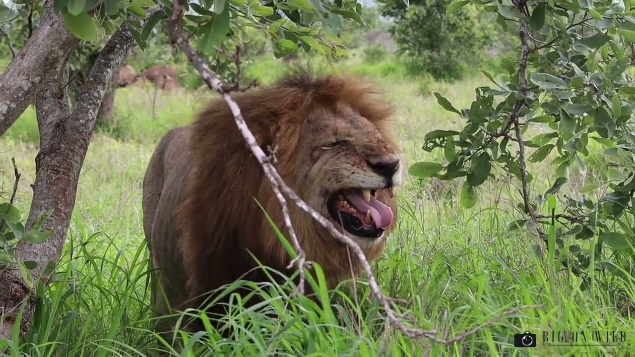 Male lion doesn’t want to Share his Meal with Lion pride - Kruger National park