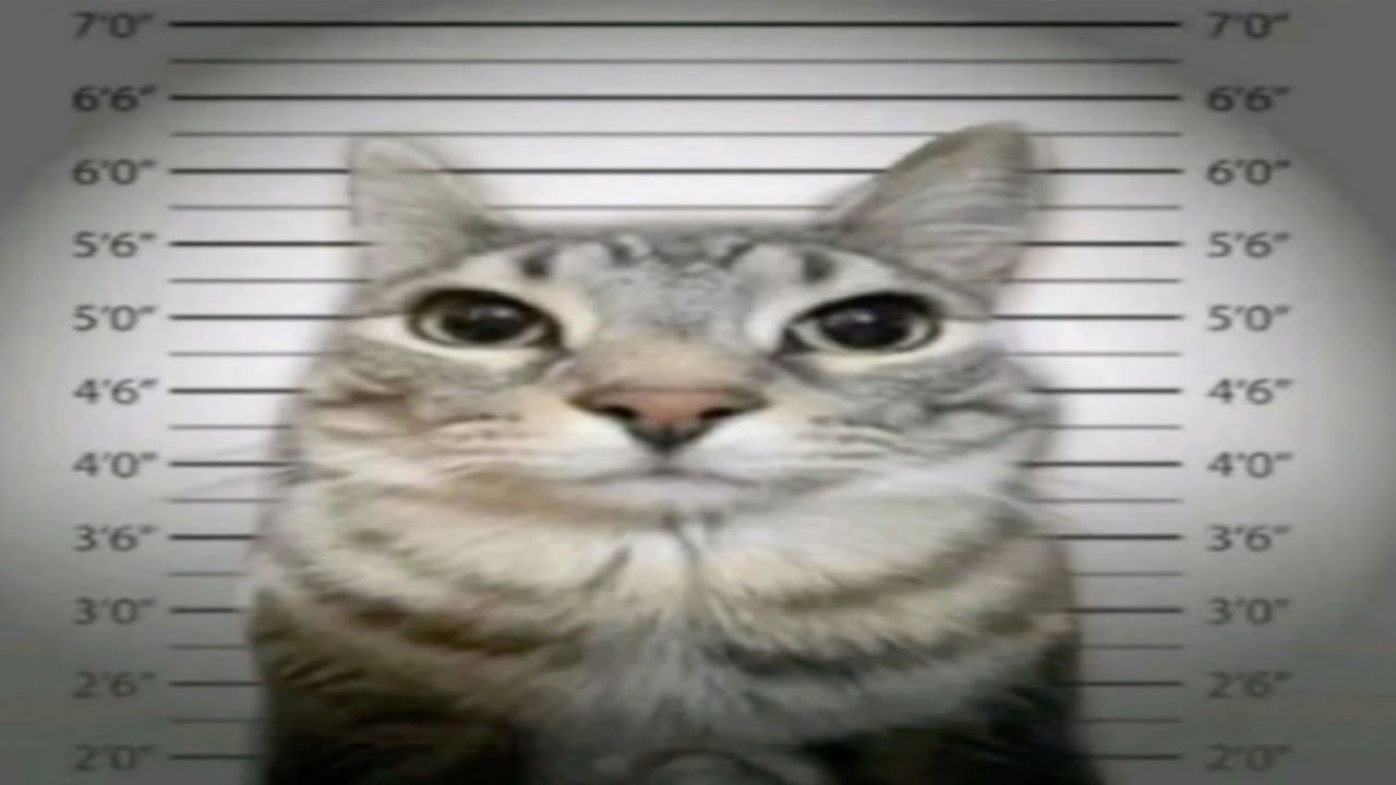 Memes e Shitposts T4 Ep180