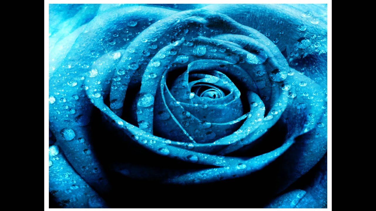 Roses by Lomaticc Sunny Brown and Baba Khan (Lyrics)