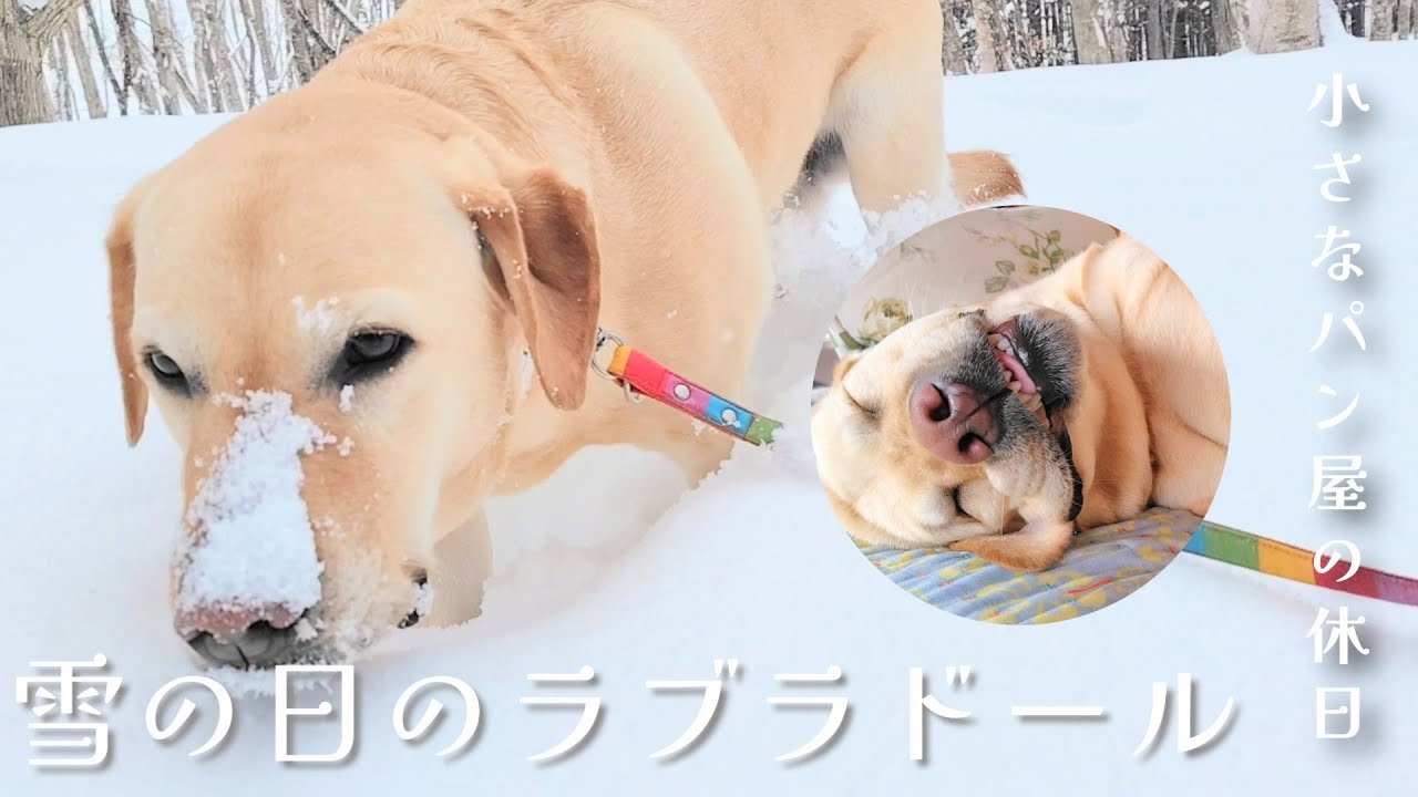 【北海道の小さなパン屋】雪の日のラブラドール〜お散歩からお昼寝まで〜