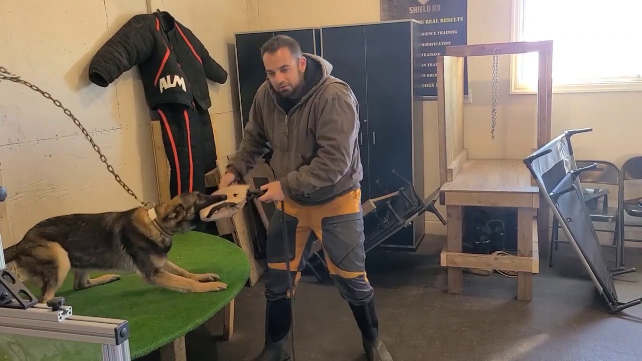 How to Protection train a German Shepherd Puppy - pt. 2