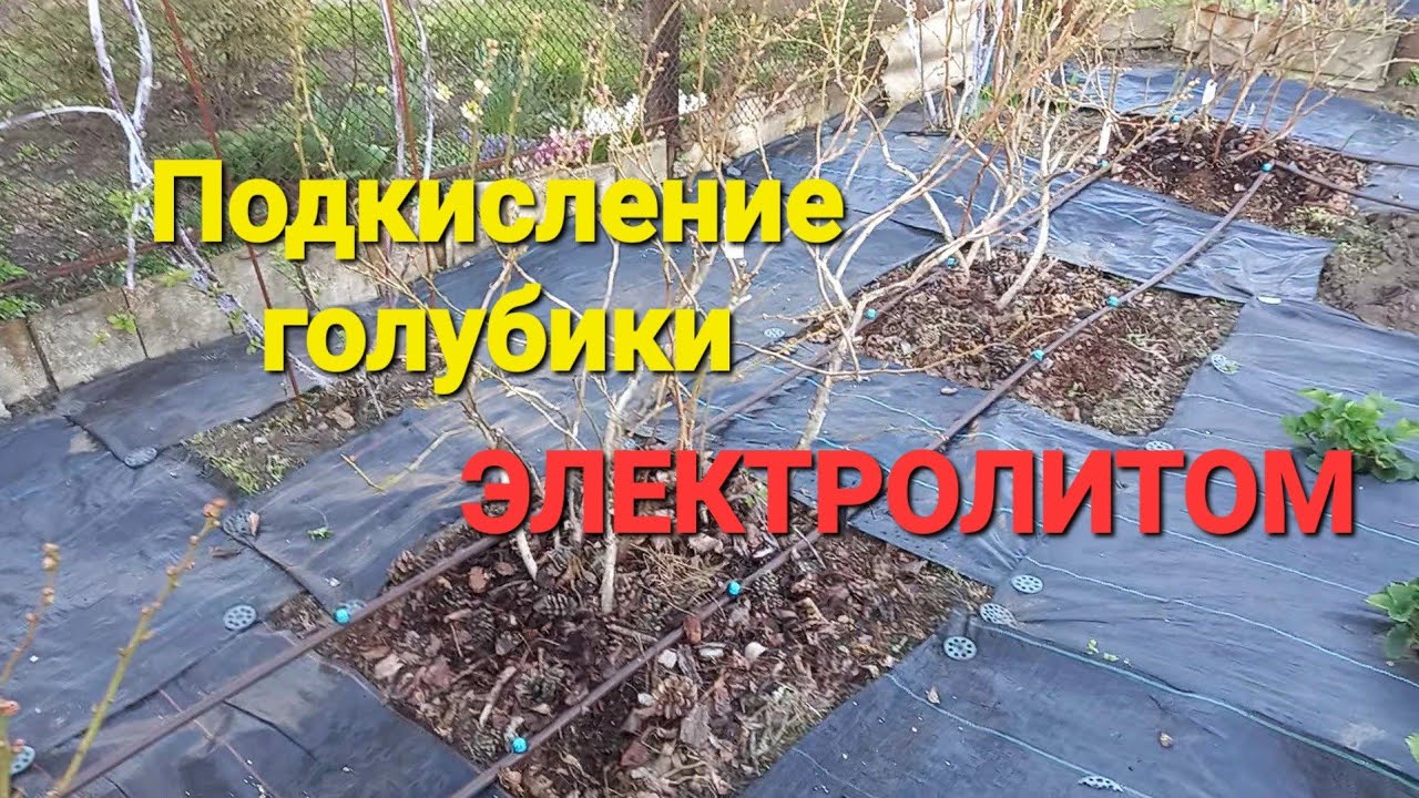Подкисление голубики ЭЛЕКТРОЛИТОМ и другими кислотами!!!