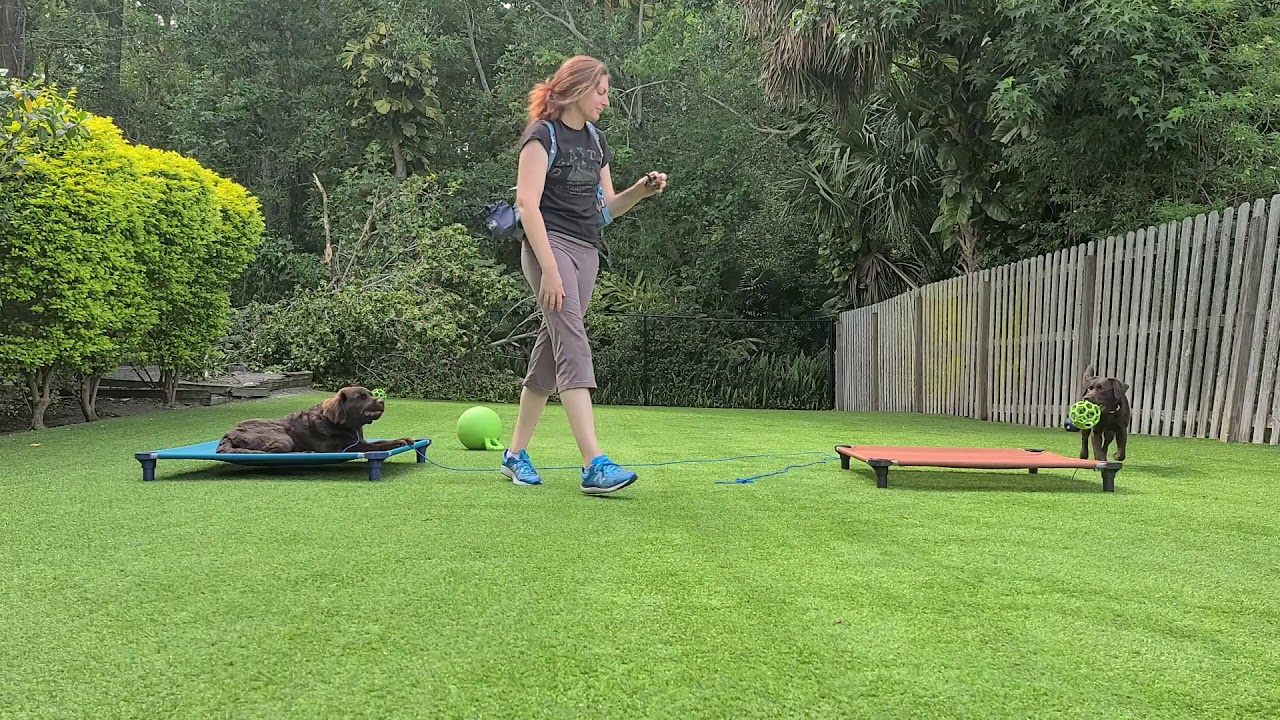 How To: E-Collar Training Video Series #10 Proofing & Corrections with High Distractions