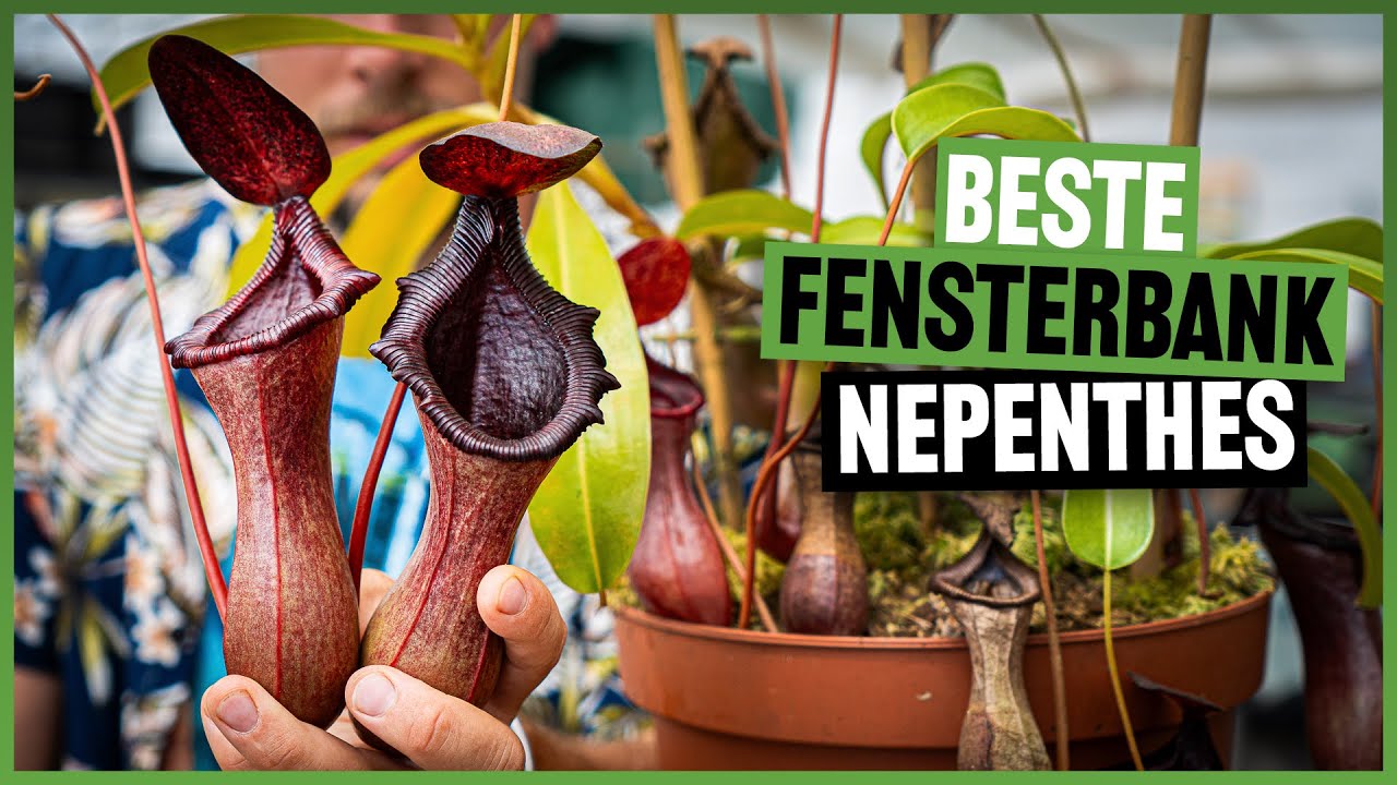 #223 Pflanze im Detail: Nepenthes briggsiana