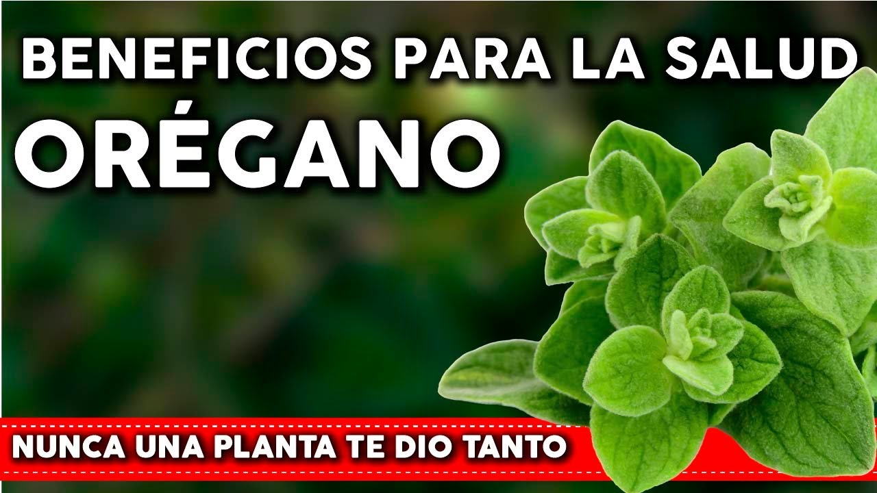Por qué DEBES consumir OREGANO Todos los días? Importantes propiedades medicinales