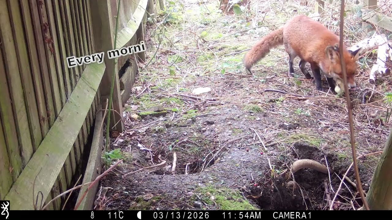 Fiona the Nursing Mum 🦊🍼