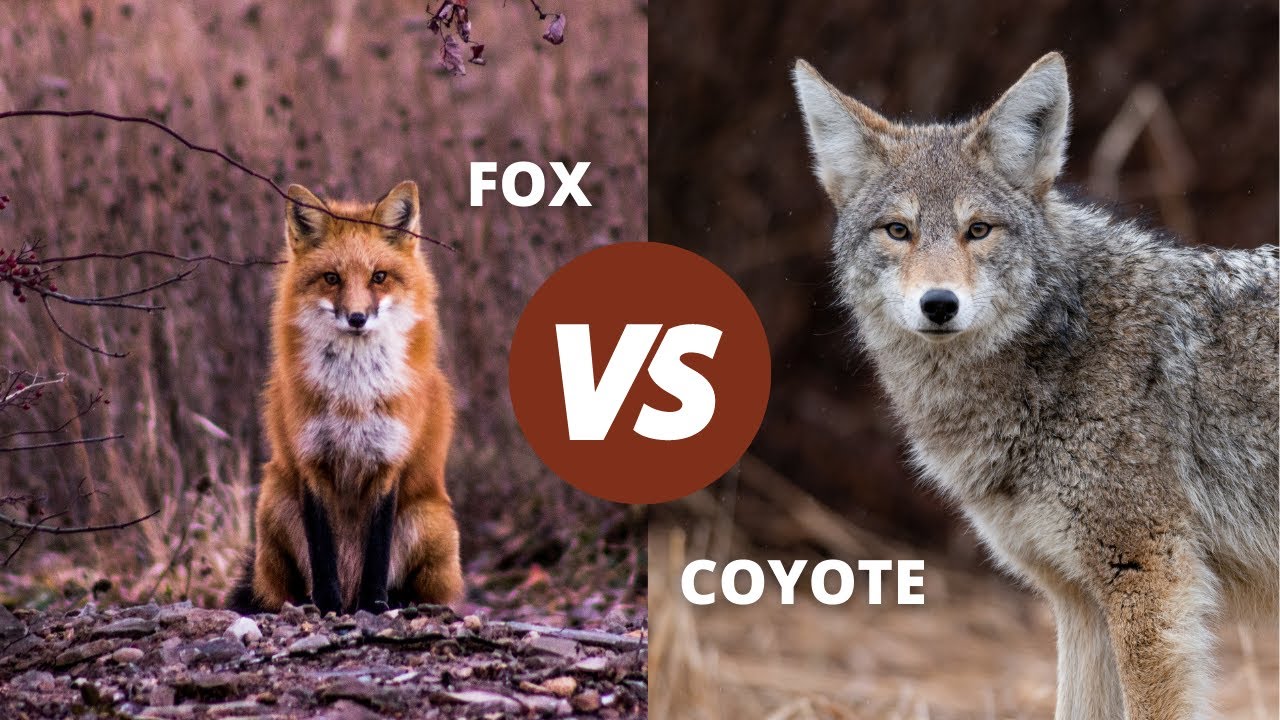 Fox Vs Coyote | How to Tell Them apart