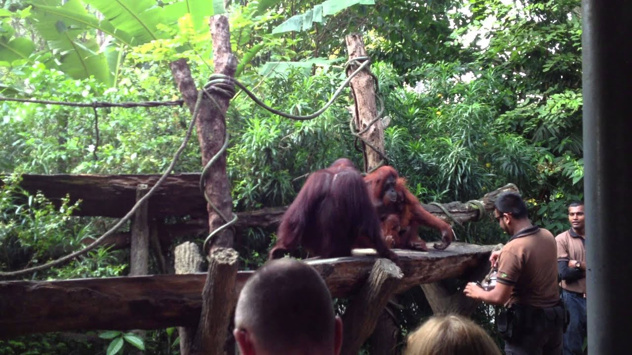 Breakfast With The Orangutans @ Singapore Zoo