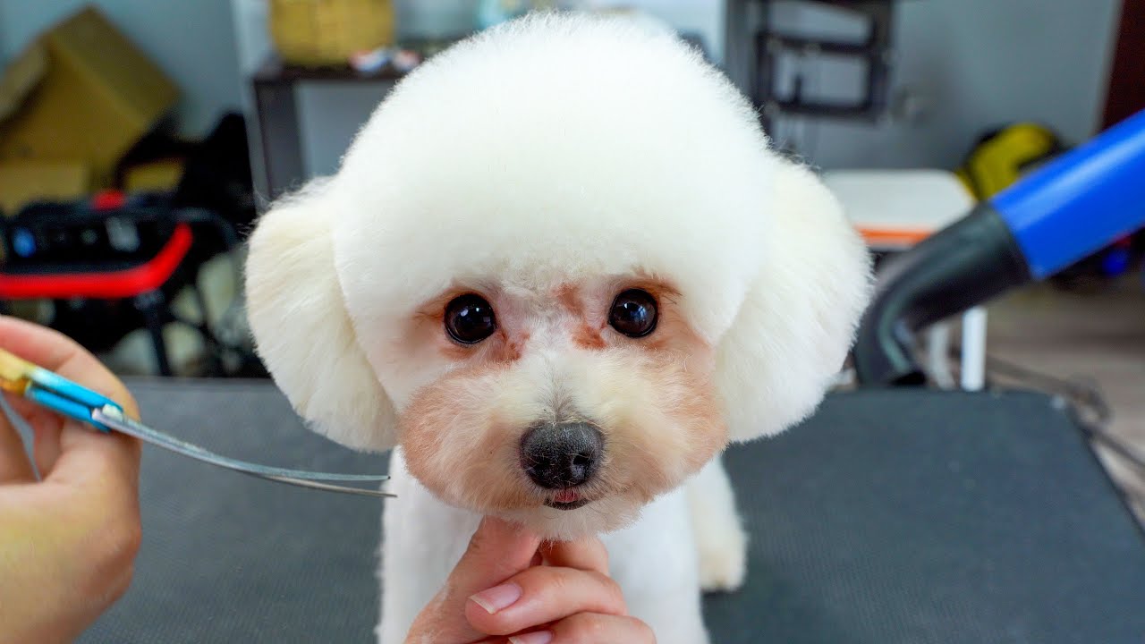 超級可愛的小狗來店裡剪毛，打瞌睡的樣子太有趣了 ‖ Poodle Dog Grooming ‖ Cutest Puppies ‖ pet groomer ‖ 寵物美容