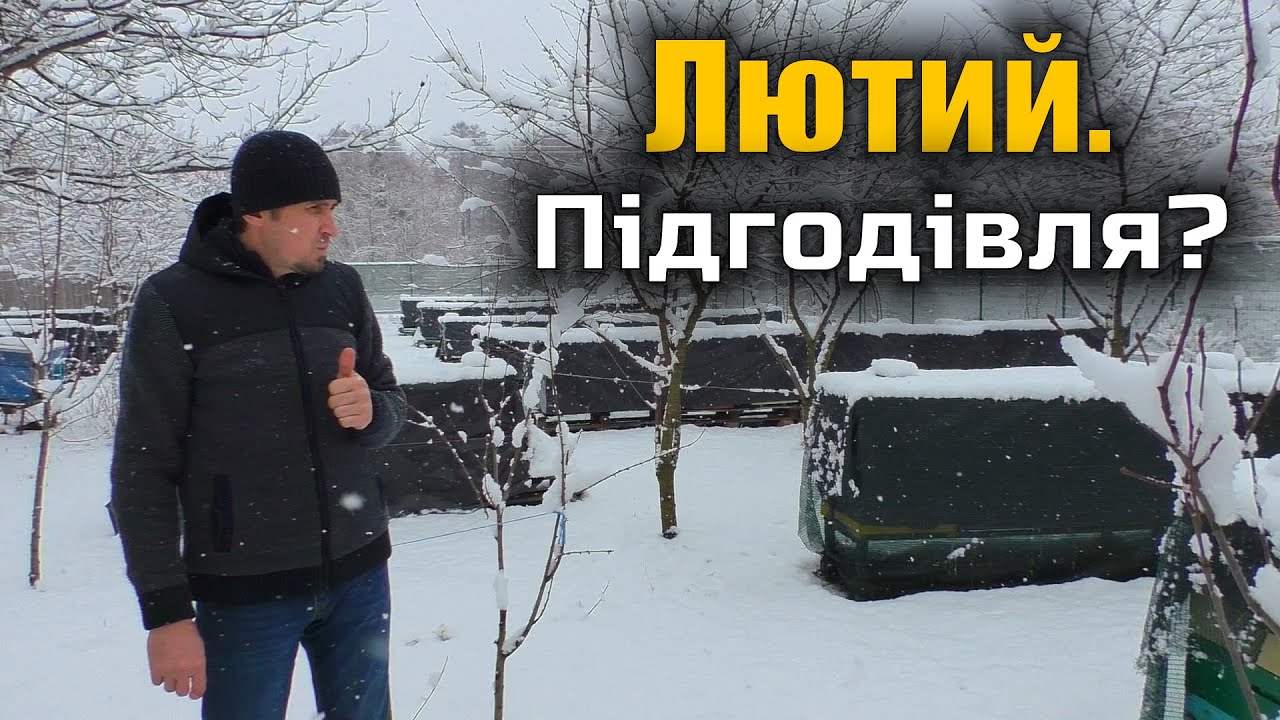 Кінець зими. Чи треба підгодовувати бджіл?