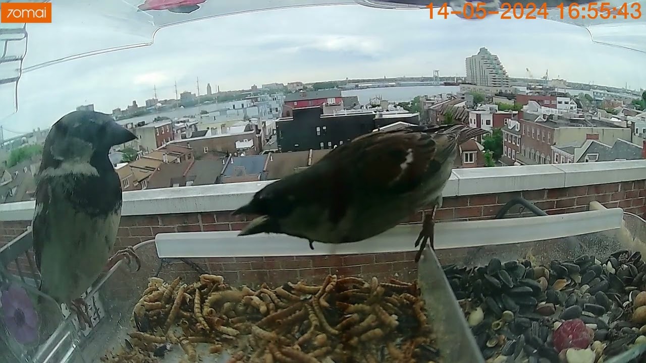 Epic City Bird Battle Over Crunchy Worms