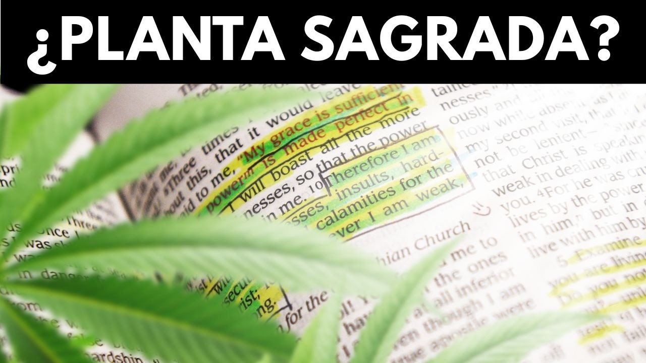 Qu&eacute; dice la Biblia sobre la Marihuana - &iquest;Aparece el Cannabis en la Biblia ?