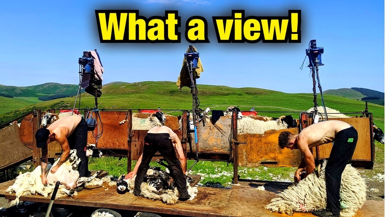 Shearing Sheep outside in Northumberland