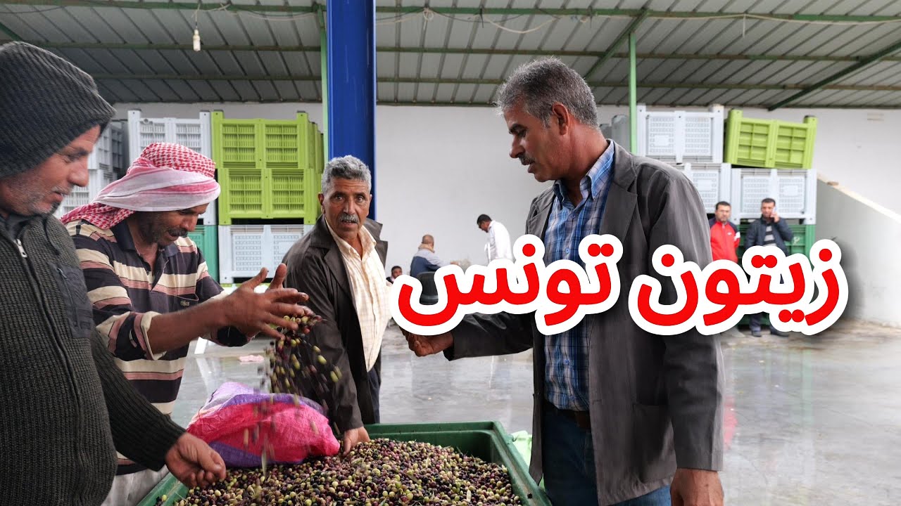 ‏زيتون تونس