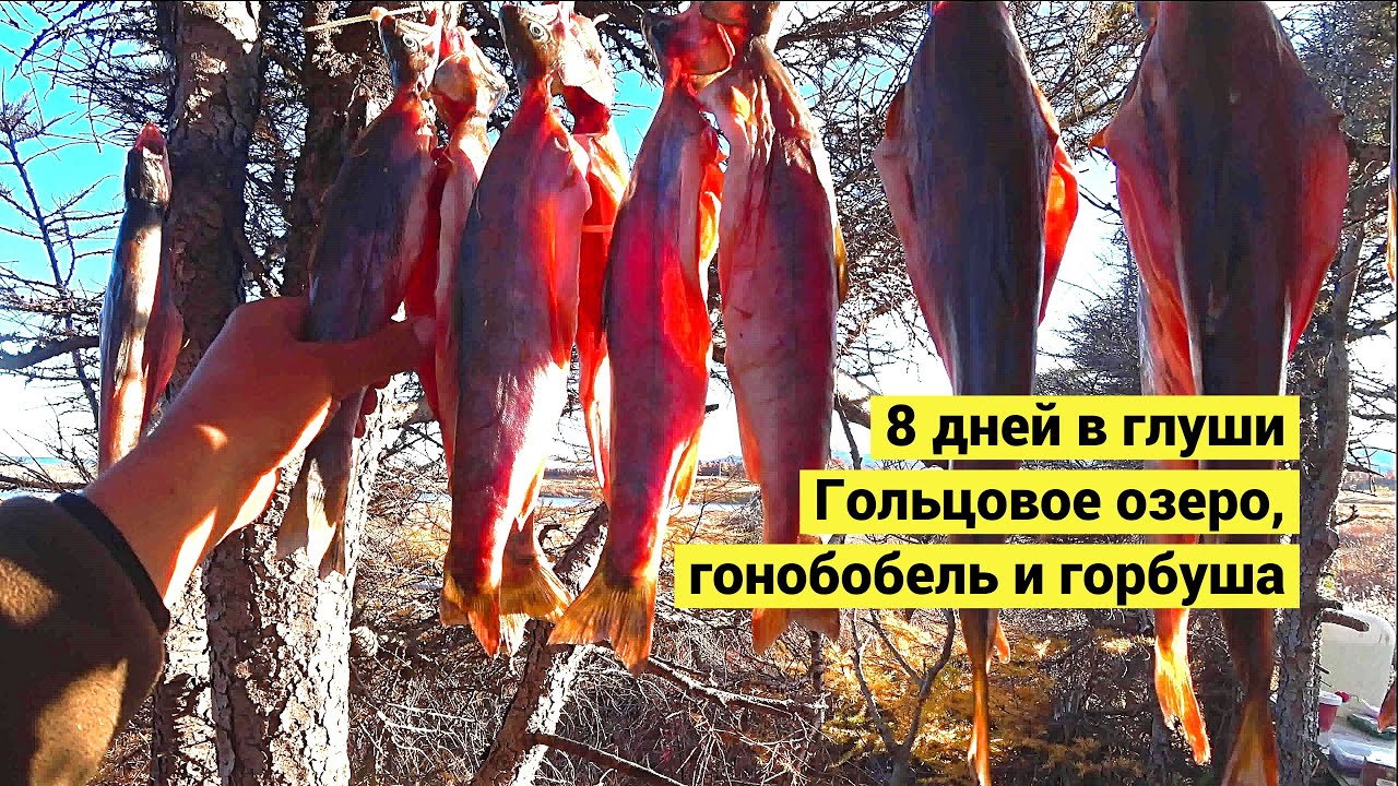8 дней в глуши. Гольцовое озеро, гонобобель и горбуша // 8 days in the wilderness (Eng Subs)